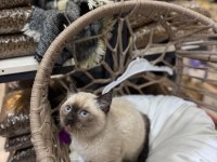 2 aylık british shorthair siyam yavru kedimiz