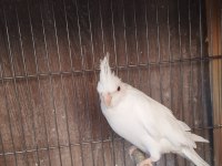 sultan papağanı 2 aylık