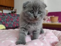Scottish Fold Lüleburgaz Bilgi İçin Yazabilirsiniz