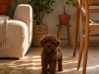 Red Brown Poodle Yavrular Ev Üretimi