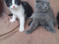 Ankarada orijinal scottish fold yavruları 45 günlük