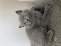 Yavru British Shorthair