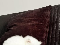 27 mayıs doğumlu 4 adet yavru scottish fold
