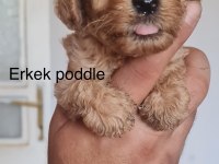Toy poodle bebekler iki aylık