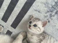 british shorthair bebeğimiz sahiplendirilecektir.