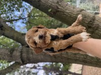 Maltipoo Dişi Erkek 