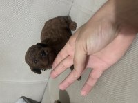 20 günlük poodle yavrular