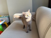 LİLAC BRİTİSH SHORTHAİR KEDİMİZE AİLE ARIYORUZ