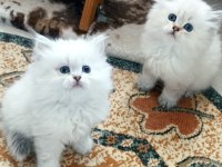British longhair ve shorthair ırk garantili yavrular