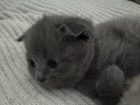 55 günlük Scottish Fold Silver Dişi