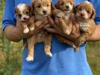 Maltipoo Bebeklerim