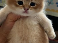 British shorthair golden yavru