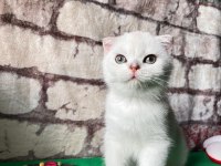Scottish fold dişi
