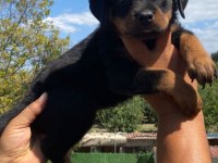 Burkemden a kalite rottweiler yavrumuz