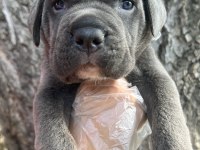 Heybetli Üst Kalite Cane Corso Yavrular