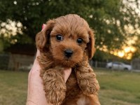 Red Kore Micro Teacup Maltipoo