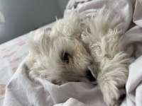Maltese terrier köpeğimiz