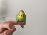 Show jumbo muhabbet kuşu yavrular