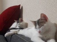 Oyuncu sevimli iki tane yavru tekir kedi SAHİPLENDİRME