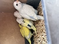 Ev Üretimi Minik Muhabbet Kuşlar