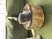 Yuvarlak suratlı sevimli scottish fold yavrumuz