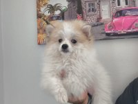 Pomeranian bebek köpeğimiz