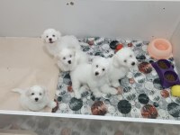 Orijinal maltese bebeklerimiz