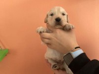 Baby Face Golden Bebekler
