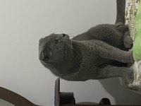 Uysal ürkek scottish fold bebeğim