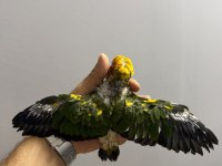 GÜNEŞ KONUR YAVRU EL BESLEME