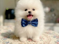 MİNİ BOY AYICIK POMERANİAN BOO