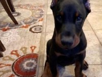 Fenasal estetikli doberman yavrular