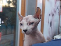 Anne altında safkan elf kulaklı SPHYNX yavrusu