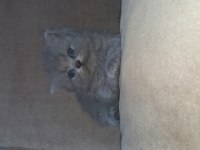 British longhair yavru