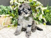 Blue Merle Özel Renk Mini Bernedoodle Bebekler