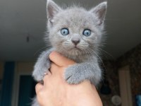 2 aylık british shorthair