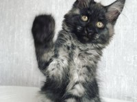 Türkiyede nadir ırk maine coon yavrularımız