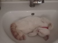 British shorthair 0-4 aylık