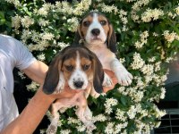 Beagle Yavrular