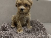 Maltipoo erkek bebeğim