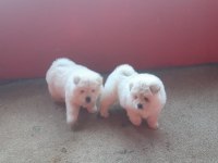 Sağlık ırk garantili ve kaliteli chow chow yavrular
