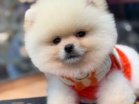 Ayı surat pomeranian bebekler