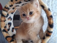 Safkan British shorthair golden yavrular (uygundur)