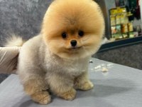 MUHTEŞEM POMERANİAN BOO YAVRULARIMIZ