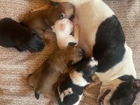 45 günlük french bulldog