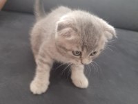 Scottish fold dişi yavrumuz
