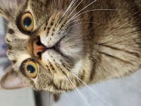 Ücretsiz erkek british shorthair