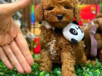 Yavru Anti Alerjik Maltipoo