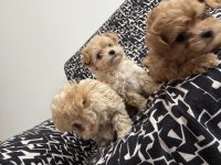 Kg garantili kore maltipoo bebeklerimiz