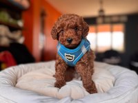 Safkan Poodle Yavru Köpekler